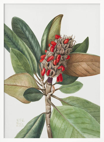 Southern Magnolia (1923) | Poster - White Frame Interior