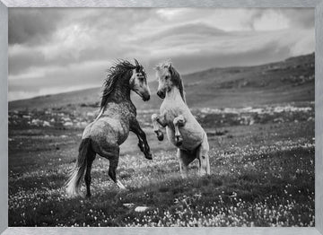 Wild Horses Rearing | Poster - Silver Frame Interior