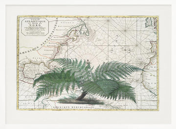 Vintage Map Fern Botanical | Poster - White Frame Interior