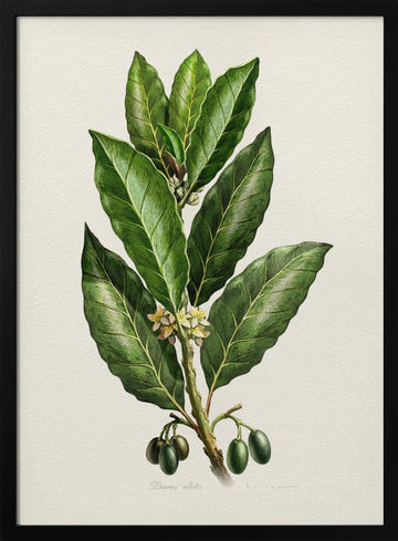 Botanical Leaves and Fruit | Poster - Black Metal Frame Interior