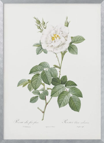 Rosa Alba Flore Pleno, Les Roses (1817–1824) | Poster - Silver Frame Interior