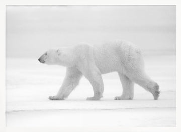 Walking Polar Bear | Poster - White Frame Interior