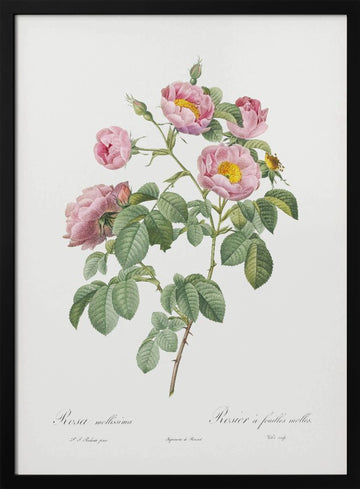 Semi Double Variety of Tomentose Rose, Les Roses (1817–1824) | Poster - Black Metal Frame Interior