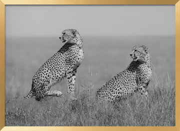 African Cheetahs Watching | Poster - Gold Frame Interior