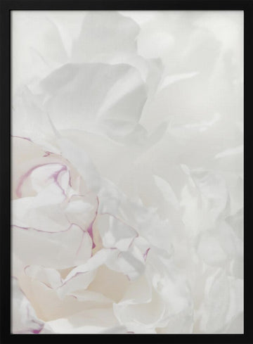 Soft Peony Petals | Poster - Black Frame Interior