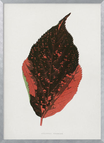 Acalypha Tricolor Leaf Illustration | Poster - Silver Frame Interior