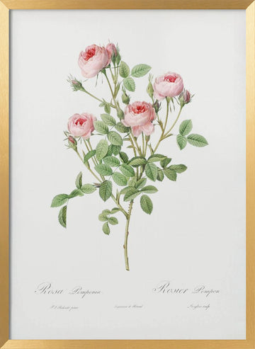 Burgundian Rose, Les Roses (1817–1824) | Poster - Gold Frame Interior