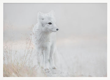 Serene Arctic Fox | Poster - White Frame Interior