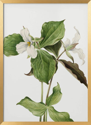 Large White Trillium | Poster - Gold Frame Interior