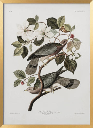 Brand Tailed Pigeon From Birds Of America (1827) | Poster - Gold Frame Interior