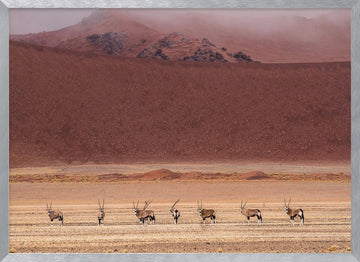 Oryx Herd Desert Dunes | Poster - Silver Frame Interior
