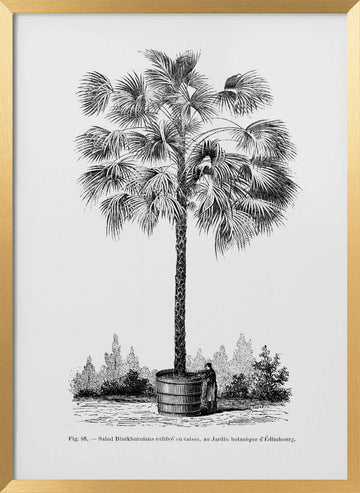 Vintage Palm Tree Drawing X | Poster - Gold Frame Interior