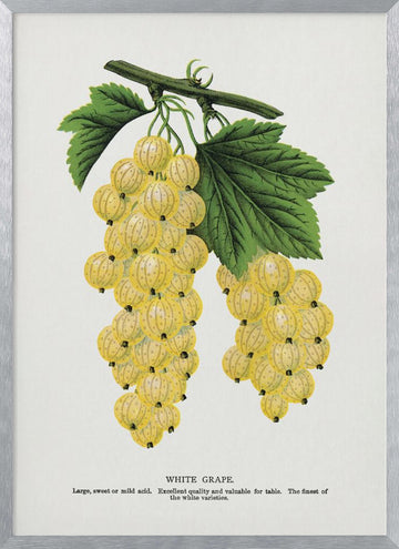 White Grape Lithograph | Poster - Silver Frame Interior