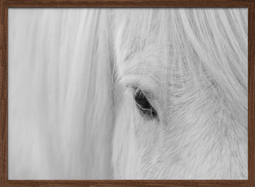 White Horse Gaze | Poster - Walnut Frame Interior