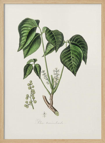 Poison Ivy (rhus Toxicodendron) Medical Botany | Poster - Wood Frame Interior