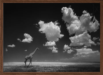 African Giraffe Sky | Poster - Walnut Frame Interior