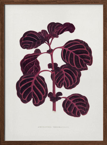 Pink Achyranthes Verschaffeltii Leaf Illustratio | Poster - Walnut Frame Interior