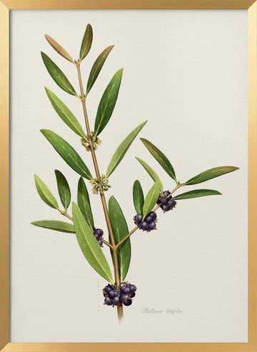 Elegant Berry Branch | Poster - Gold Frame Interior