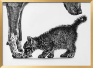 Gentle Dog Kitten | Poster - Gold Frame Interior
