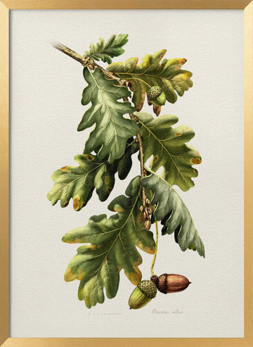 Botanical Oak Acorns | Poster - Gold Frame Interior