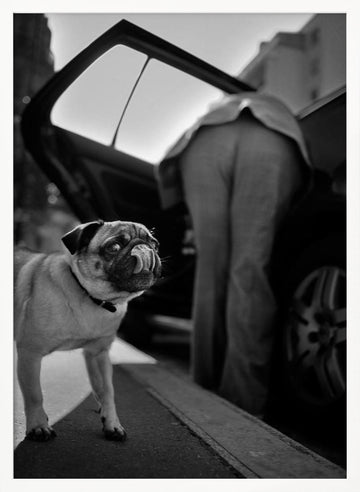 Pug's Funny Moment | Poster - White Frame Interior