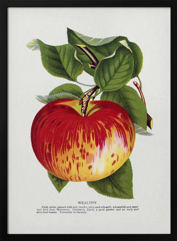 Wealthy Apple Lithograph | Poster - Black Metal Frame Interior