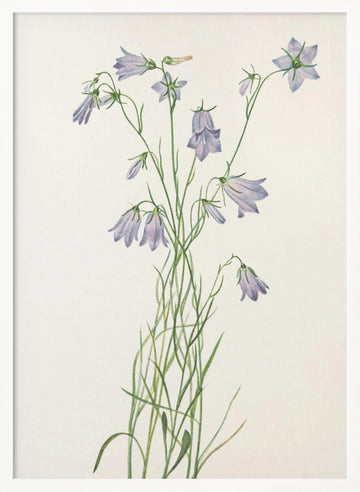 Harebell From North American Wildflowers (1925) By Mary Vaux Walcott | Poster - White Frame Interior