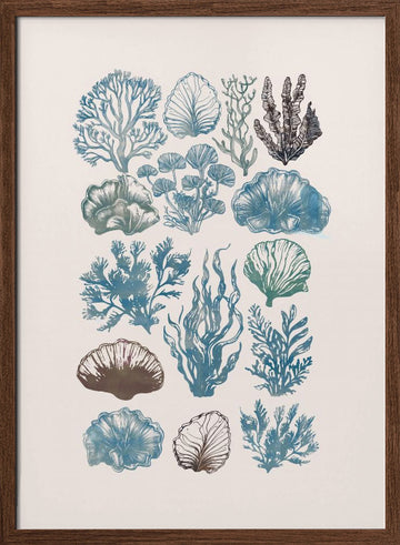 Vintage Marine Flora | Poster - Walnut Frame Interior