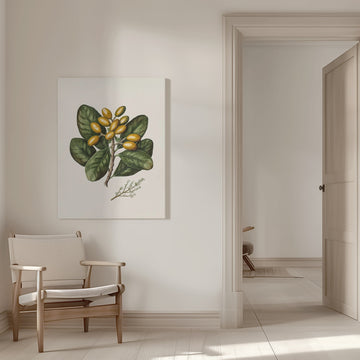 Karaka Drawn By Sarah Featon (1848–1927) | Canvas - Room Interior 1