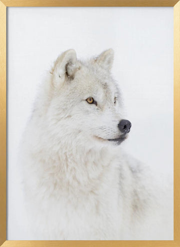Majestic Arctic Wolf | Poster - Gold Frame Interior