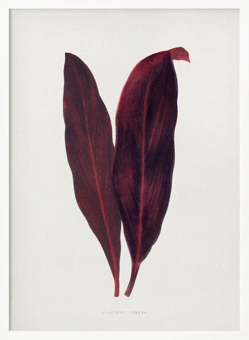 Pink Dracaena Ferrea Leaf Illustration | Poster - White Frame Interior
