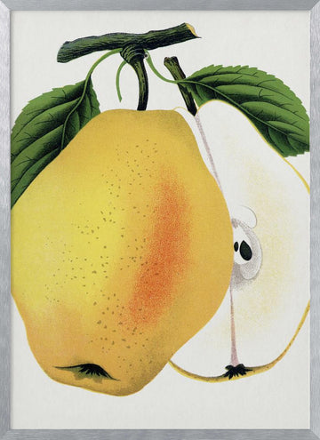 Kiefer's Hybrid Pear Lithograph | Poster - Silver Frame Interior
