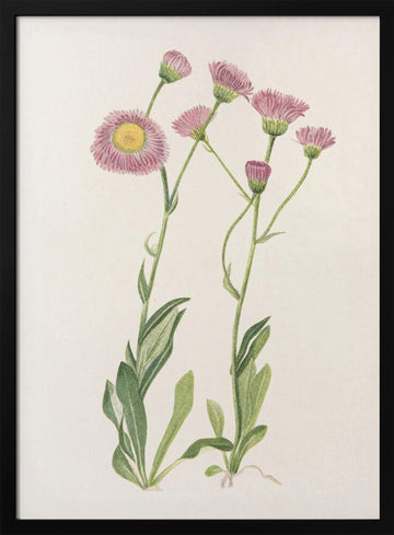 Meadow Fleabane From North American Wildflowers (1925) By Mary Vaux Walcott | Poster - Black Metal Frame Interior