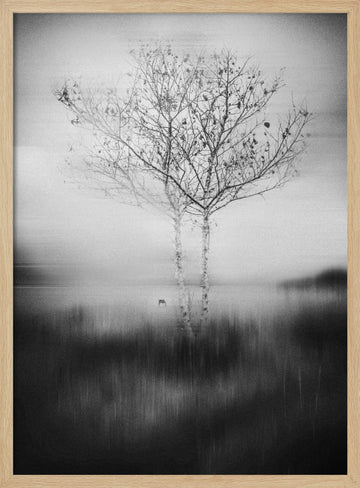 Misty Birch Reflection | Poster - Wood Frame Interior