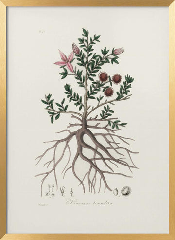 Rhatany (krameria Triandrea) Medical Botany | Poster - Gold Frame Interior