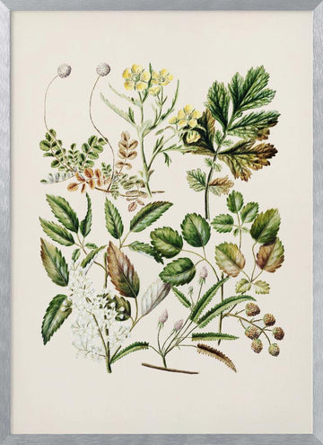 Rubens Australis By Sarah Featon | Poster - Silver Frame Interior