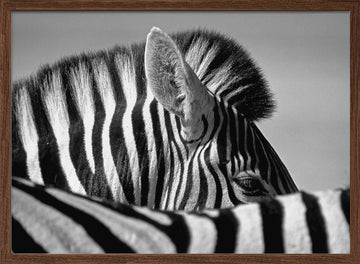 Elegant Zebra Profile | Poster - Walnut Frame Interior