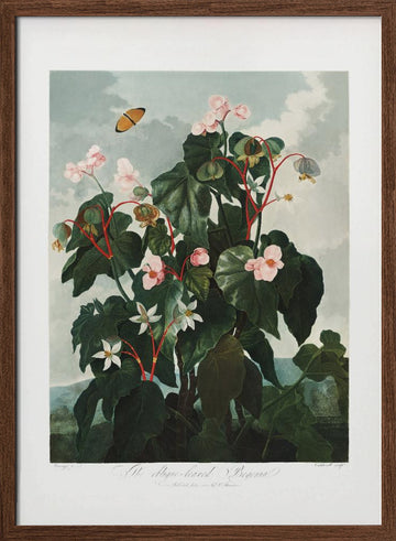 The Oblique–Leaved Begonia from The Temple of Flora (1807) | Poster - Walnut Frame Interior
