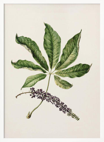 Antique Plant Drawn By Sarah Featon (1848–1927) | Poster - White Frame Interior
