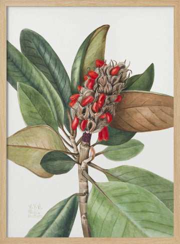 Southern Magnolia (1923) | Poster - Wood Frame Interior