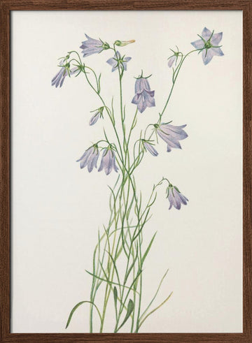 Harebell From North American Wildflowers (1925) By Mary Vaux Walcott | Poster - Walnut Frame Interior