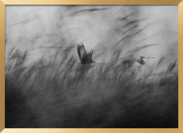 Misty Flight Through Reeds | Poster - Gold Frame Interior