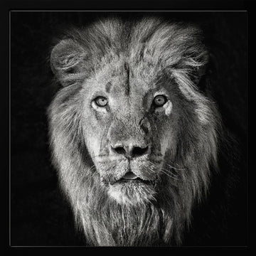 Regal Lion Portrait | Poster - Black Metal Frame Interior