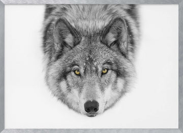 Yellow Eyed Wolf Gaze | Poster - Silver Frame Interior