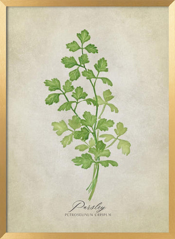 Green Parsley Botanical | Poster - Gold Frame Interior
