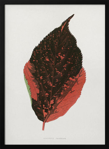 Acalypha Tricolor Leaf Illustration | Poster - Black Metal Frame Interior