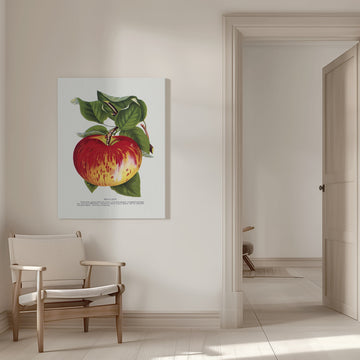 Wealthy Apple Lithograph | Canvas - Room Interior 1