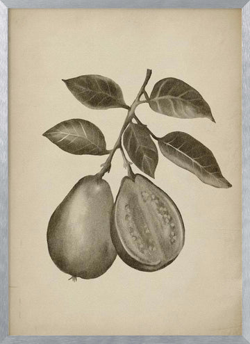 Guava Botanical Study | Poster - Silver Frame Interior