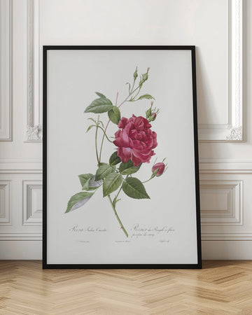 Blood Red Bengal Rose, Les Roses (1817–1824) | Poster - Room Interior 1