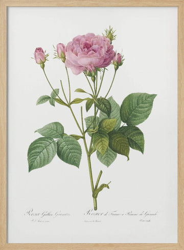 Rosa Gallica Granules, Les Roses (1817–1824) | Poster - Wood Frame Interior